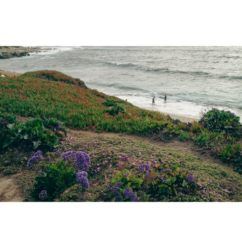 La Jolla Shore & Flowers - Premium Collection