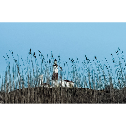 Through the Grass, Montauk - Premium Collection