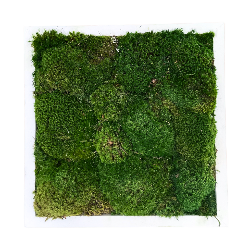 Wall Faux Moss in White Wood Frame Wall Faux Moss in White Wood Frame
