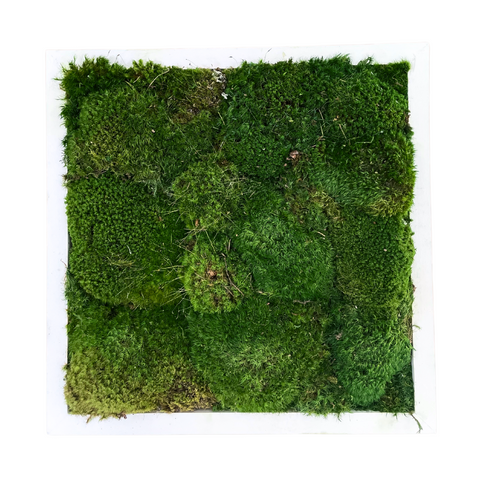 Wall Faux Moss in White Wood Frame