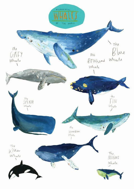 Whales Make My Day!