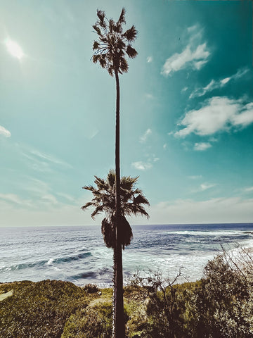 La Jolla Palms - Premium Acrylic or Metal Wall Art Collection