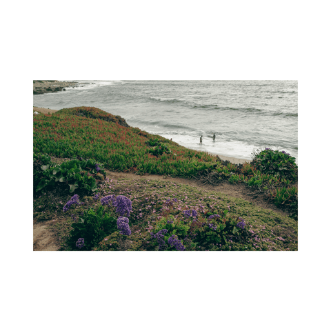 La Jolla Shore & Flowers - Premium Collection