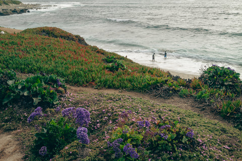 La Jolla Shore & Flowers - Premium Acrylic or Metal Wall Art Collection