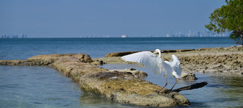 Miami and Bird - Classic Collection