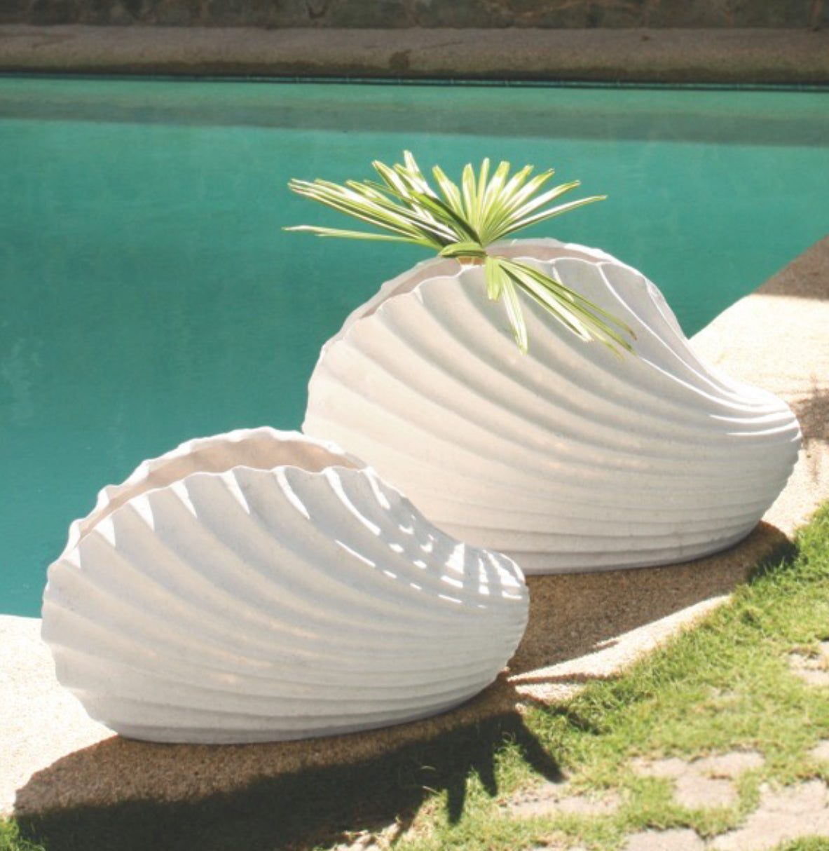 clam shell succulent planter Clam Shell Indoor Outdoor Decor / Planter