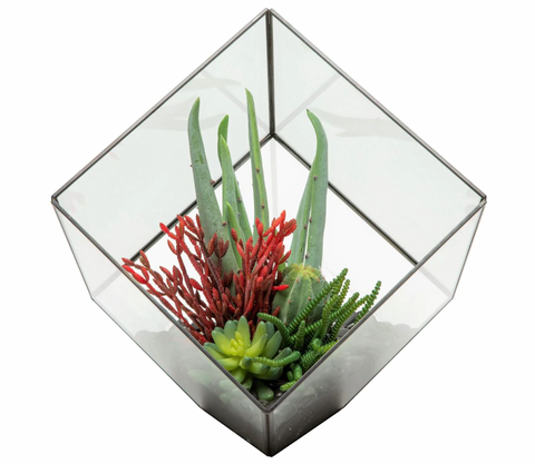 Large Black Berkley Terrarium Arrangement AR1129